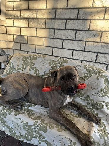 Продажа собак: Продаём девочку Кане Корса. Возраст 1год 8мес. Цена 11000 сом at lalafo.kg — 1 Продажа собак: Продаём девочку Кане Корса. Возраст 1год 8мес. Цена 11000 сом — 1