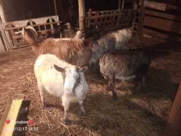 Keçi, çəpiş: Satilir 7 bas disi keci cepis damazliga tam yararli elde saxlanan — 10