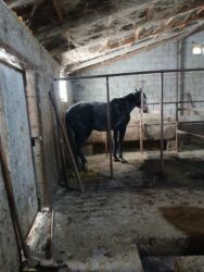 объявления о найденных собаках: Продаю | Жеребец | Полукровка | Рабочий | Племенные