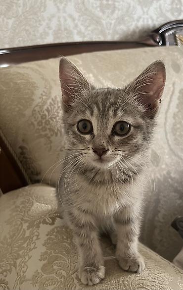 собаки самки: 3 месяца, Девочка, Серый, Приучена к лотку, Проглистована — 3