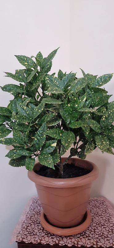 diffenbaxiya bitkisi: Aucuba japonica “Gold Dust” (Qızıl ləkəli aucuba) – dekorativ ev — 1