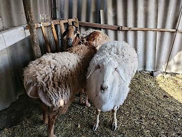 Баран, овца: Продаю | Баран (самец) | Гиссарская | Осеменитель — 8