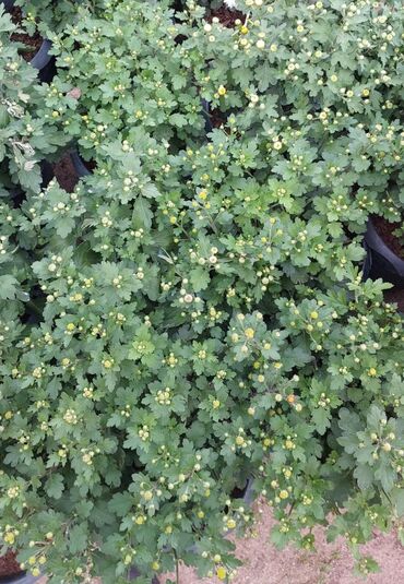 Çöl bitkiləri: 1.50 aznden başlayan qiymətlərlə Xrizantema (Chrysanthemum) bəzək — 4