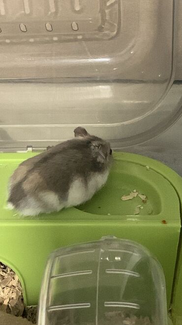 мал алабыз: Важное объявление продаю Хомяка 🐹(домашние животные) если что от