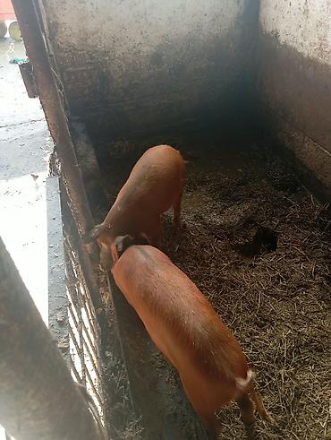 обмен куры: Продаю | Свинья (самка), Хряк (самец), Поросенок | Дюрок — 4