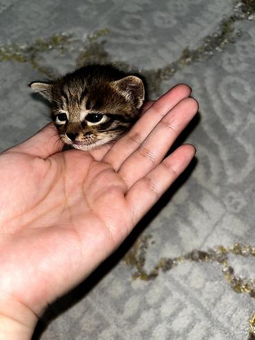 Продажа кошек: Беспородная, 1 месяц, Девочка — 7