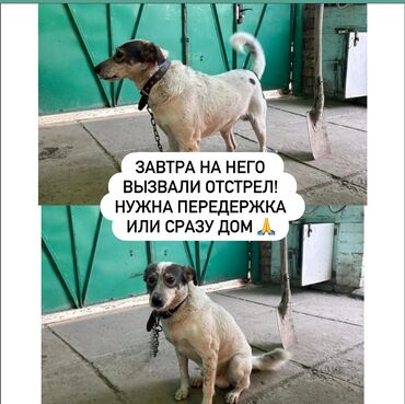 отдам щенят в добрые руки: Собака даром: Дворняжка, 5 лет, Самец