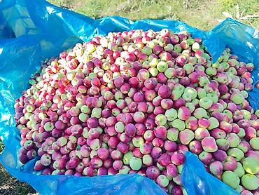 Продажа участков: Для бизнеса, Красная книга at lalafo.kg — 4 Продажа участков: Для бизнеса, Красная книга — 4