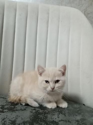 balaca akvarium: Britan, Erkək, Yaxşı əllərə — 1