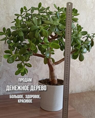 Продам денежное дерево Большое, с красивой кроной, здоровое