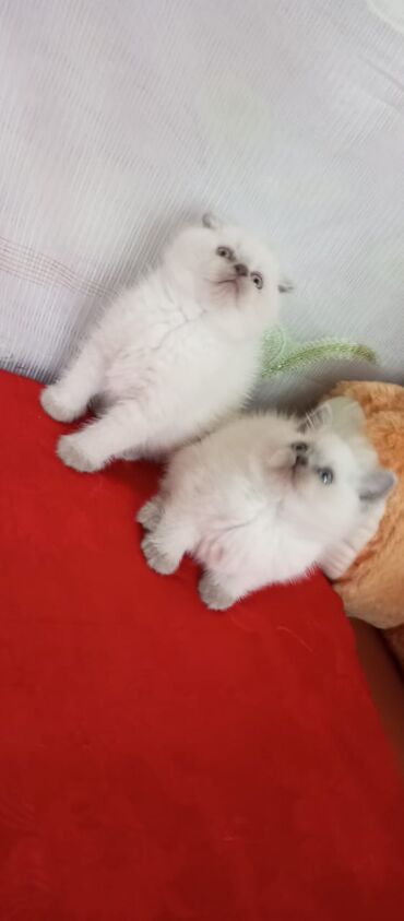 Pişiklər: Şotland, Dişi, Yaxşı əllərə, Ünvandan götürmə, Pulsuz çatdırılma, Ödənişli çatdırılma — 34