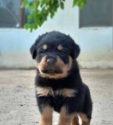 İtlər: Rotveyler — 5