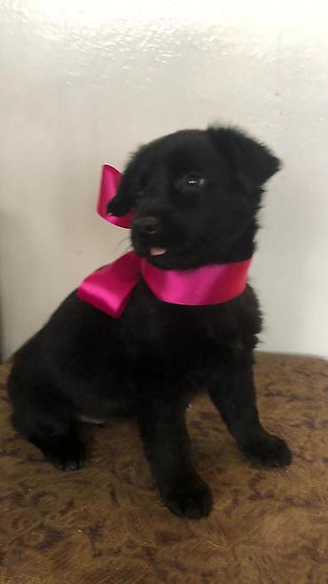 Продажа собак: 2 месяца, Самка — 9