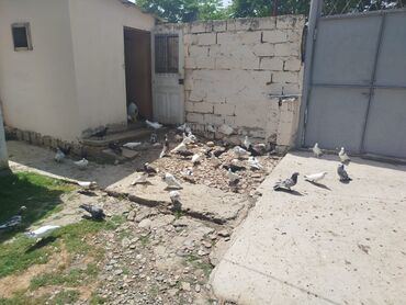 Göyərçinlər: Salam.Sağlam super dekorativ və ən az 1saat ucan quşlar satılır.Həm
