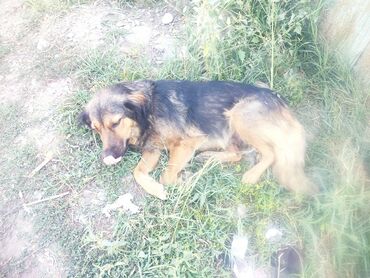 объявление щенки в добрые руки: Собака даром: 3 года, Самка