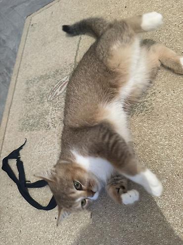 Pişiklər: Britan — 8