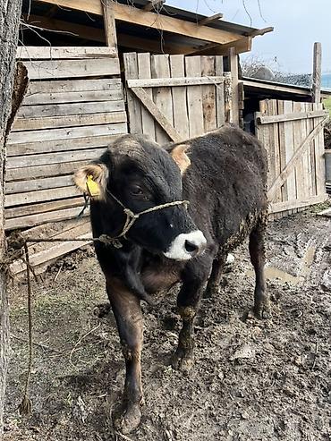 Коровы, быки: Продаю | Бык (самец) | Швицкая | На откорм | Привязанные — 9