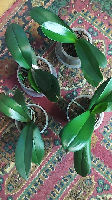 Другие комнатные растения: Продаю цветы — 9