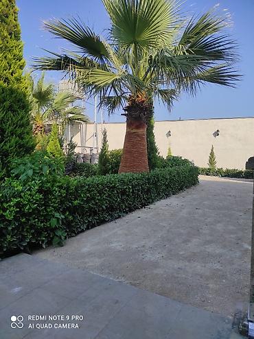 orxideya gulunun qiyməti: 🌴 Palma ağaclarının peşəkar təmizlənməsi və formaya salınması! 🌴 ✔ — 3