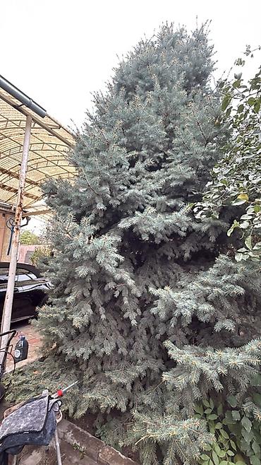 туя сорт смарагд: Голубая ель для ландшафтного озеленения. На фото представлены крупные — 1