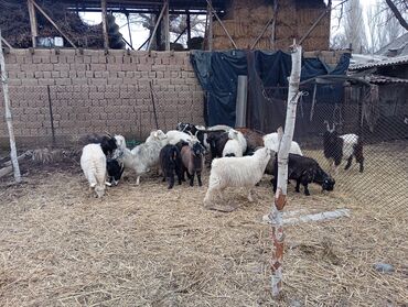 Козы, козлы: Продаю | Коза (самка) | Для разведения | Племенные — 3