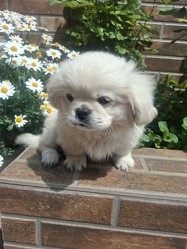 İtlər: Pekines, 3 ay, Erkek, Peyvəndli, Pulsuz çatdırılma — 11