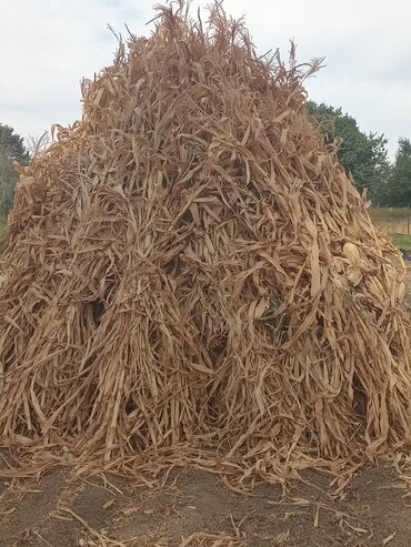 арпа баасы: Корм стволы кукурузы
 беловодск октябырская