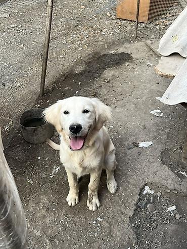 şirin it adları: Retriever, 6 ay, Dişi — 5