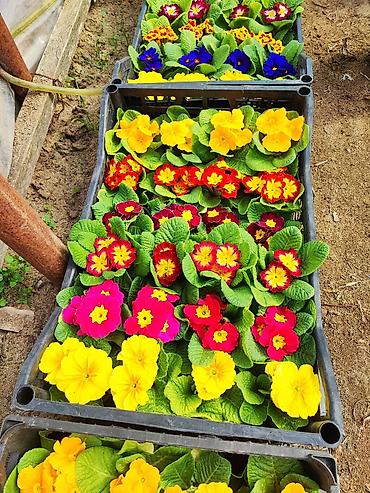 Şitillər: 🌹Primula gülü əsil qış üçün soyuğa və şaxtaya dözümlü bəzədilmə gülü — 9