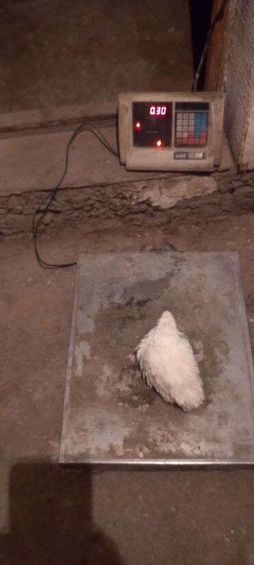 Куры, петухи: Продаю | Инкубационные яйца | Для разведения — 8