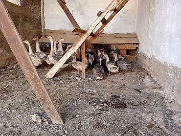 Молодняк водоплавающей птицы. - Вид: утята и гусята смешанных пород