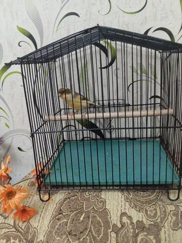 Bülbüllər: Salam. Bulbul satilir. 10 ayliqdi. Fevral ayinin qusudu. Oz qusumun -da lalafo.az — 13 Bülbüllər: Salam. Bulbul satilir. 10 ayliqdi. Fevral ayinin qusudu. Oz qusumun — 13