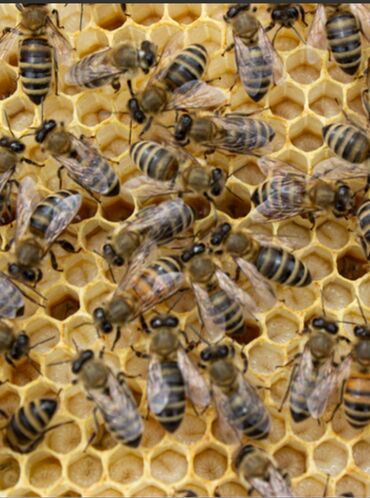 аксессуары для животных: Продаю пчёл (пакеты, семьи)