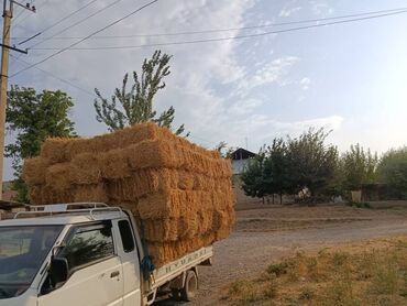 домашный гулдор: Семена: Пшеница, Самовывоз, Платная доставка