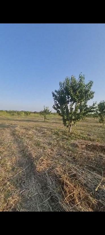 çilədağı bitkisi hardan almaq olar: Tecili! Xaçmaz.r Qoçagli.k 2 hektar gilas baği satilir Hazir — 3
