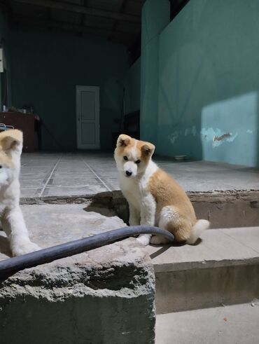 İtlər: Akita-inu, 4 ay, Dişi, Peyvəndli, Ünvandan götürmə