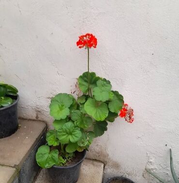 Ağaclar: Qırmızı çiçəkləri olan saksı pelargonium (geranium) bitkisi - Parlaq