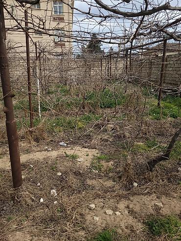 tor satisi: 🍇 ÜZÜM AĞACLARININ SATIŞI 🍇 Bağ salmaq istəyənlər üçün hazır və — 3