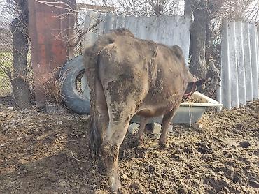 Коровы, быки: Продаю | Корова (самка) | Для молока | Привязанные — 4