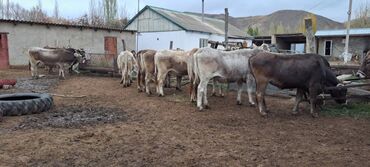 Коровы, быки: Продаю | Корова (самка) | Швицкая | Для разведения | Стельные — 3