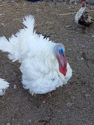 binə atciliq: 1 ədəd 14 ayliq ərkey hinduşka diri çəkisi 11 manata 12-15kiloqram — 1