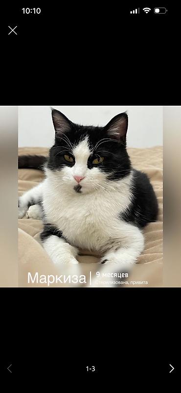 сиямский кошка: Кошка даром: Беспородная, 9 месяцев, Девочка, Кастрирована, Приучена к лотку, Проглистована — 1