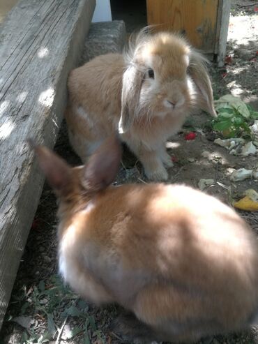 dovşan balası: Karlik cins dovşanlar ikisi bir yerdə 30m.uzun gulag erkek digəri