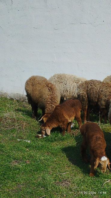 Баран, овца: Продаю | Овца (самка) | Для разведения | Племенные — 4