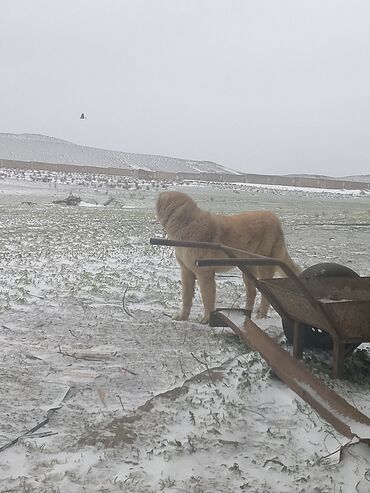 İtlər: Qurdbasar, 2 il, Erkek, Peyvəndli, Ünvandan götürmə