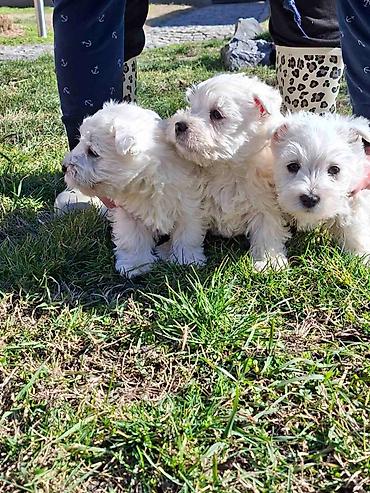 Psi: Zapadno škotskog belog terijera "W E S T I " stari 2 meseca — 5