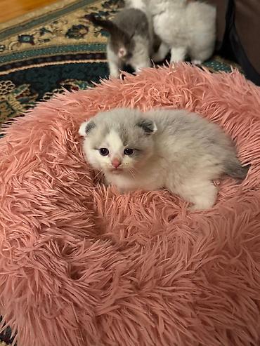 Pişiklər: Yaxşı əllərə — 6