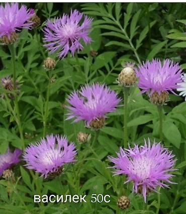 Другие виды семян и саженцев: Все растения что на фото, есть в наличии — 11