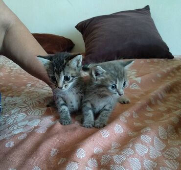 собаку в добрые руки в Азербайджан | Коты: Отдам бесплатно котят в добрые заботливые руки. Две девочки