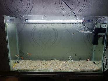 akvarium qızdırıcı: Salam akvarium satılır 70 23 40 65 litr +11molly iri qarnı dolu ++6 — 3